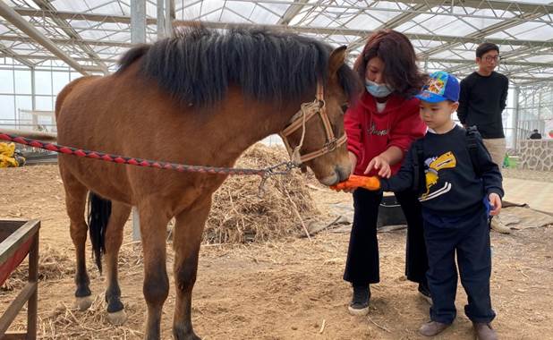 农场之旅和草莓采摘