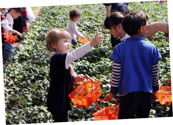 农场之旅和草莓采摘